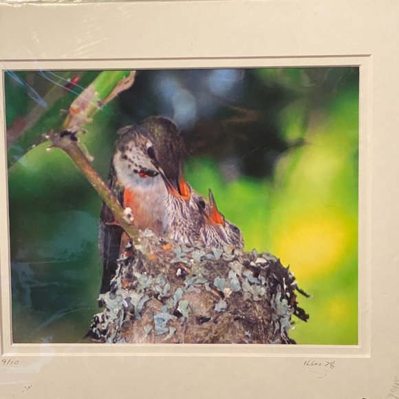 PROFESSIONAL PHOTOGRAPHS - ARTIST ILSOO (NEW) - Picture 8 of 13